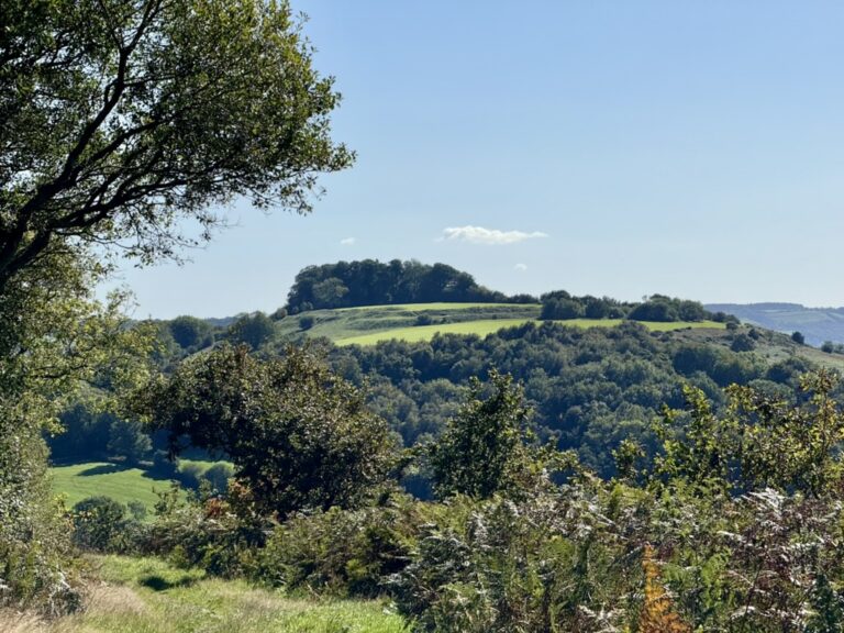 Small beech copse near the summit of Dumpdon Hill Fort, where children often build makeshift dens among the trees, with surrounding green fields, woodland, blue skies and sections of the defensive ditches visible.
