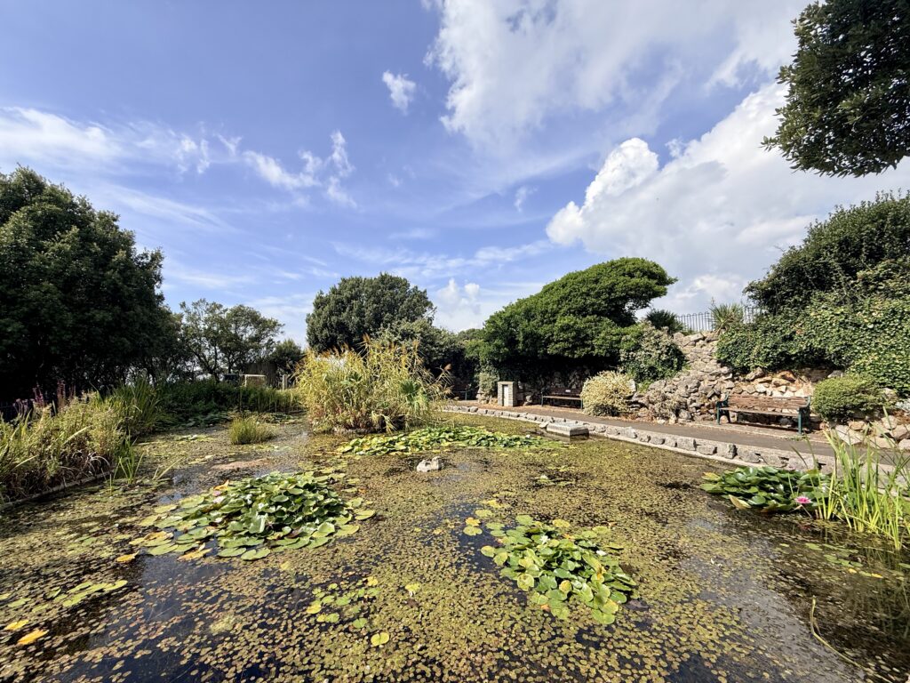Wildlife pond in Prince Consort Gardens, Weston-super-Mare, surrounded by mature planting with water lilies and benches beside the water.