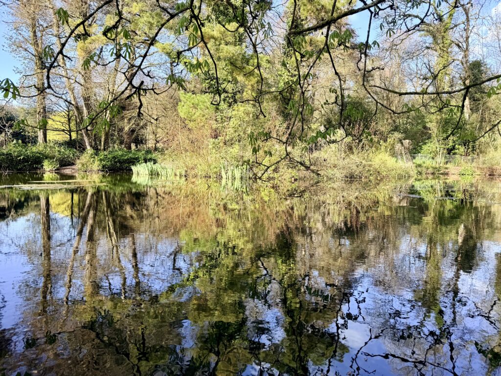 Wayford Woods, Somerset, showing woodland lake with tree reflections and spring greenery along the walking trail.