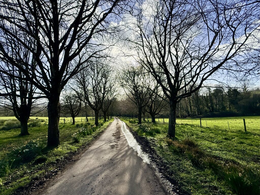 Liberty Trail between Wayford and Winsham, Somerset, showing tree-lined lane with farmland and spring daffodils.