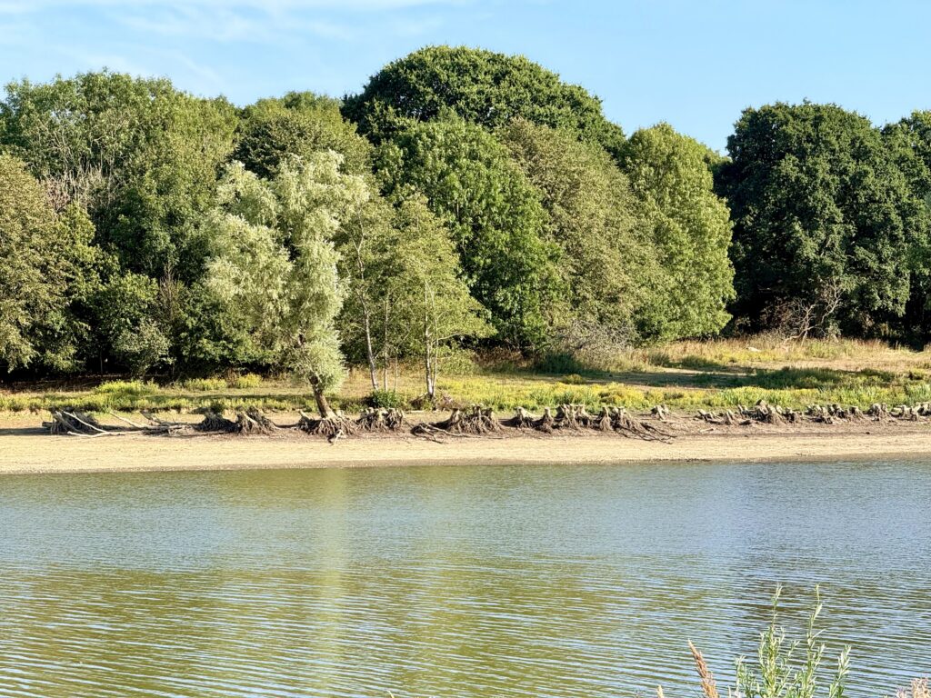 Low water at Sutton Bingham Reservoir revealing a dry shoreline and exposed tree stumps below dense woodland.