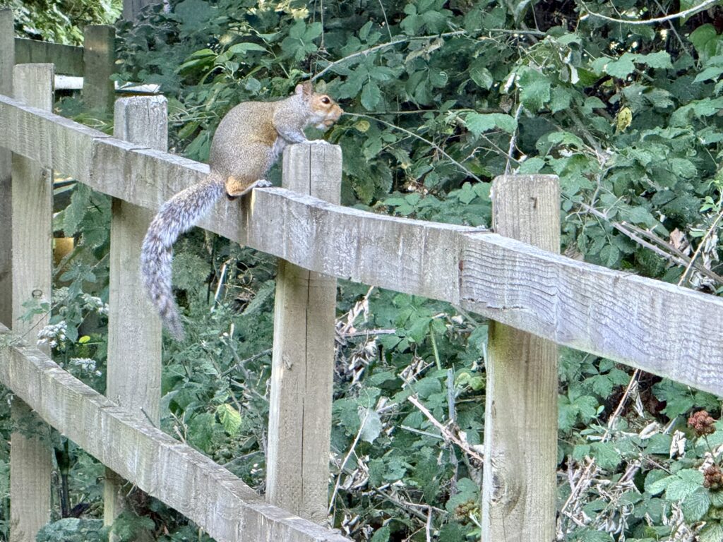 Grey squirrel perched on a wooden fence beside the Meadow Trail at Sutton Bingham Reservoir.