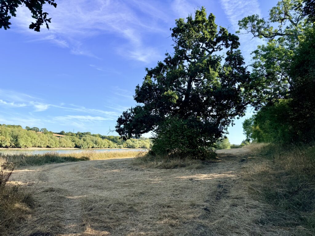 Dry grassy Meadow Trail dividing around a large oak tree beside Sutton Bingham Reservoir, with water and wooded banks beyond.