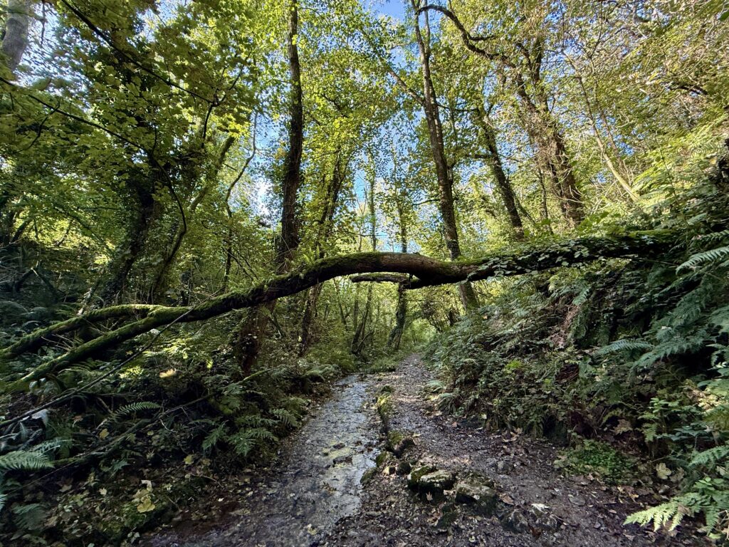 Woodland walk at Stowford Farm Meadows following a stream through trees and ferns beneath a moss-covered fallen tree.