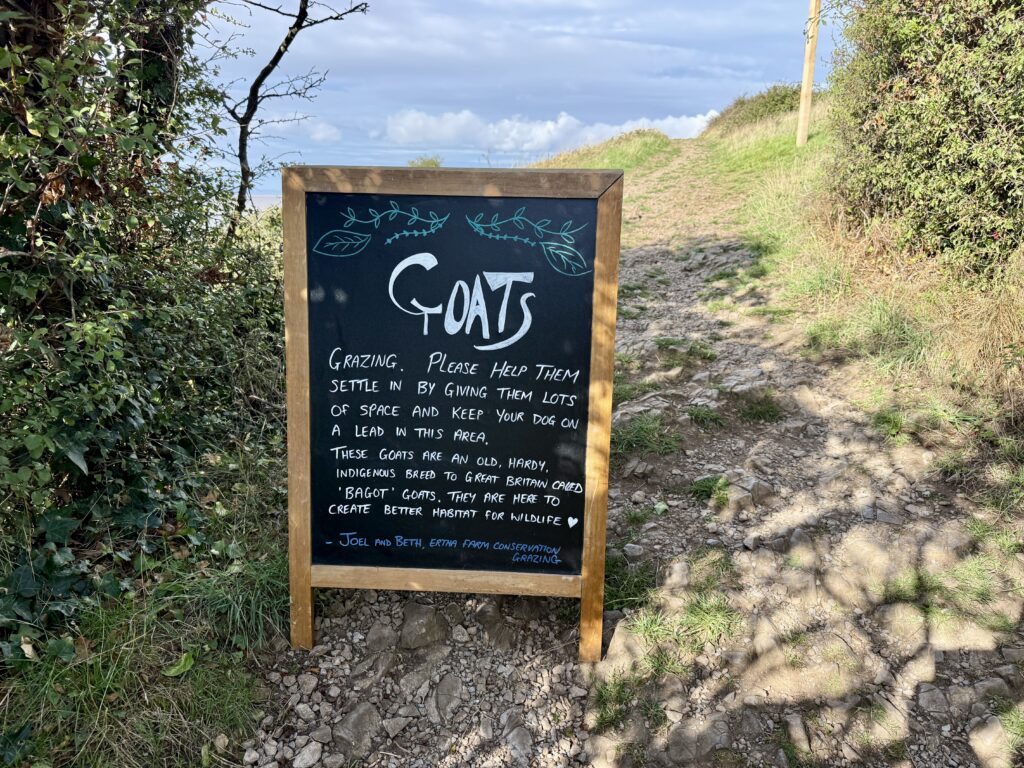 Goat grazing information sign beside the path from Sand Point car park towards the trig point