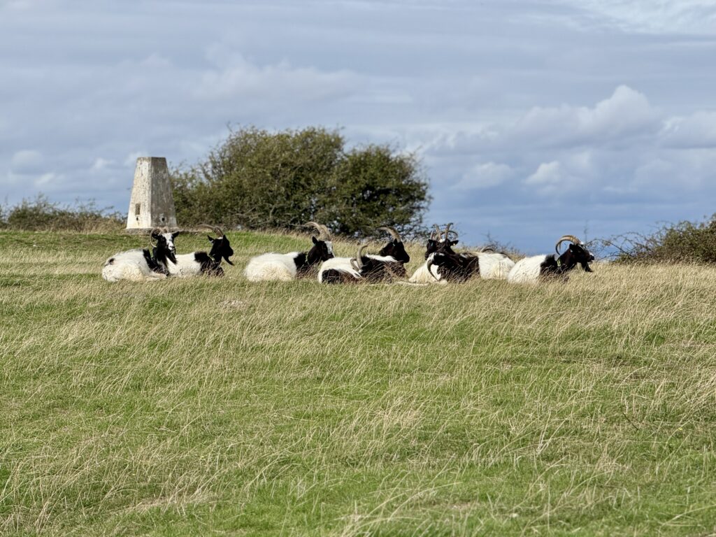 Bagot goats grazing beside the trig point on Sand Point near Weston-super-Mare